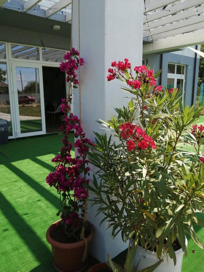 Tina Guest House Basarabi Exterior photo